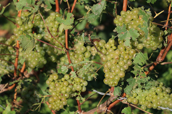 champagne casters vendanges damery