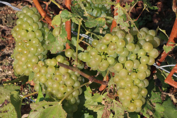 champagne casters vendanges damery